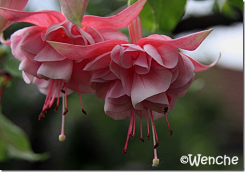 Natasha Sinton | Wenches Fuchsia